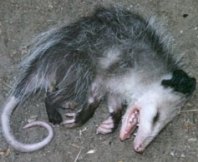 opossum-faking-death