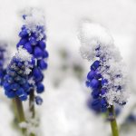 bluebells-in-the-snow